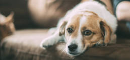 Air purifiers- A significant need for all pet owners!